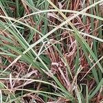 Carex hordeistichos Blad