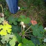 Jatropha podagrica Плод