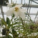 Dendrobium auriculatum Flower