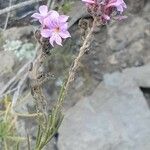 Campylanthus salsoloides Flower