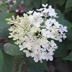 Hydrangea paniculata Kvet