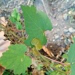 Vitis rotundifolia Foglia