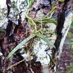 Sarcochilus hillii Corteza