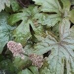 Tiarella cordifolia Flor