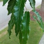 Quercus castaneifolia Folio