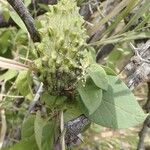 Pentarrhinum insipidum Frucht