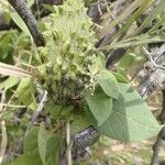 Pentarrhinum insipidum Fruit