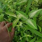 Desmodium uncinatum Leaf