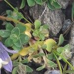 Campanula cenisia Hostoa