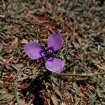 Herbertia lahue Flower