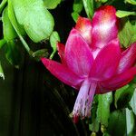 Schlumbergera bridgesii Flor