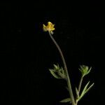 Ranunculus adoxifolius आदत