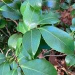 Camellia japonica Листок