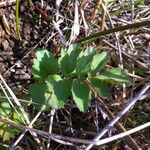 Oenanthe sarmentosa Leaf