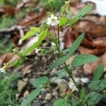 Oxalis barrelieri Leaf