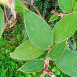 Tibouchina urvilleana Лист