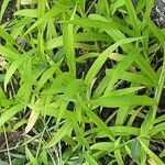 Digitaria sanguinalis Други
