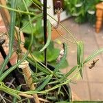 Ceropegia linearis Φύλλο
