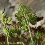 Asplenium lepidum Habitus