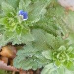 Veronica arvensis Feuille