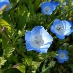 Nemophila menziesii 花