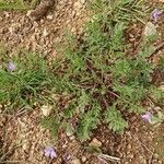 Erodium botrys Fleur