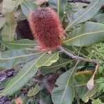 Banksia robur Цвят