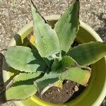 Agave asperrima Leaf