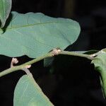 Monanthotaxis laurentii Leaf