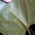 Rhoicissus tomentosa Leaf