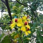 Caesalpinia echinata Цветок