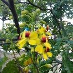 Caesalpinia echinata ফুল