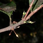 Pycnandra grandifolia Bark