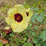 Hibiscus surattensis 花