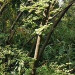 Cotoneaster nitens Casca
