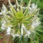 Cleoserrata speciosa Blüte
