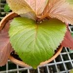 Acalypha wilkesiana Hoja