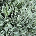 Lavandula spp. List