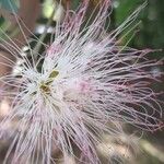 Calliandra surinamensis फूल