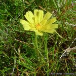 Malacothrix glabrata Flower