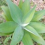 Agave attenuataBlad