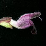 Salvia castanea