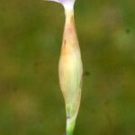 Petrorhagia nanteuilii Kwiat