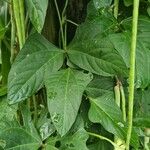 Vigna unguiculata Leaf