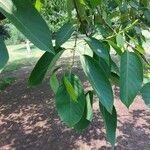 Terminalia chebula Folha