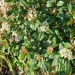 Viburnum rigidum Blomst