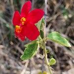 Hibiscus aponeurus Blüte