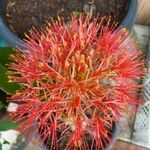 Scadoxus multiflorusFloare