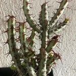 Euphorbia aeruginosa Blatt