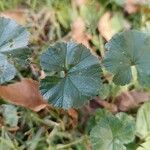 Malva sylvestris Leaf